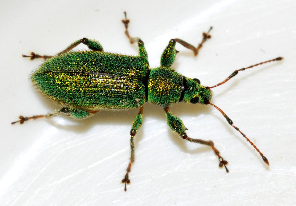 Phyllobius-arborator-08-fws