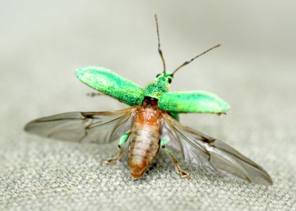 Phyllobius-arborator-03-fws