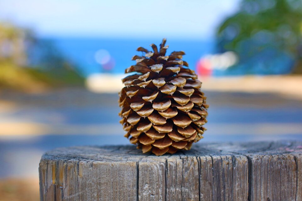 Pine nature outdoors