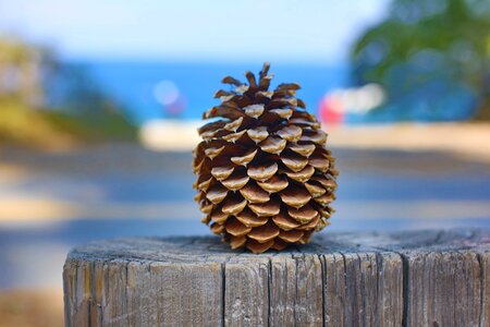 Pine nature outdoors