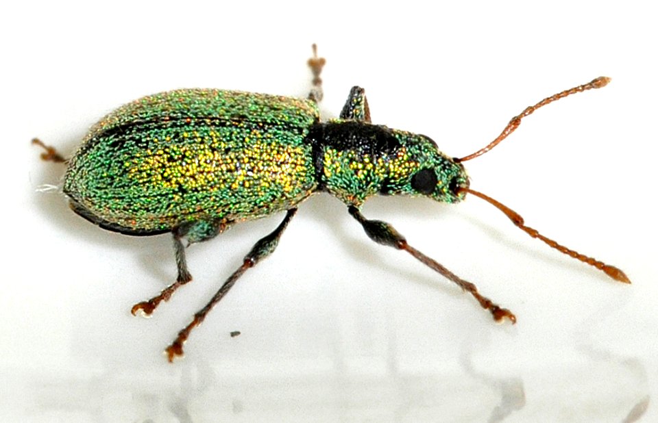 Phyllobius-argentatus-10-fws