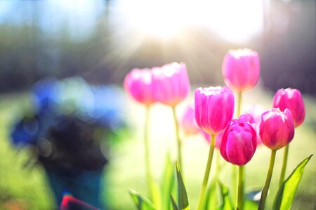 Flowers floral nature