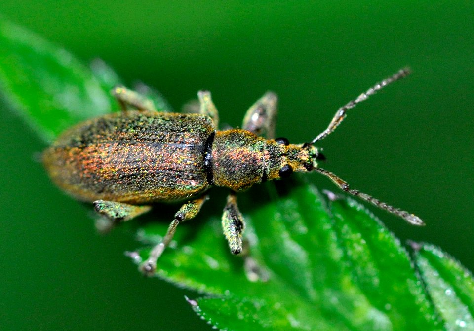Phyllobius-argentatus-01-fws