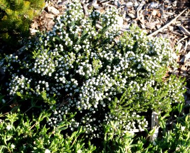 Phylica ericoides - Cape Fynbos 3