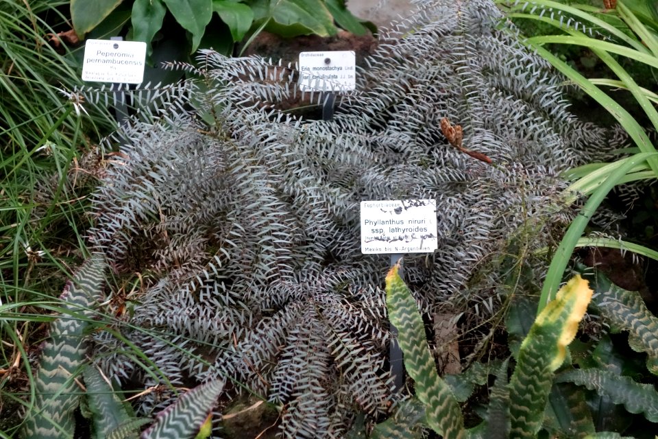 Phyllanthus niruri subsp. lathyroides - Botanischer Garten, Dresden, Germany - DSC08790