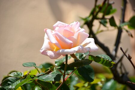 Rosacea garden rosebush