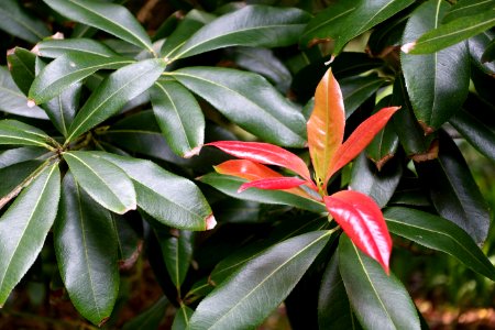 Pieris formosa - Trewidden Garden - Cornwall, England - DSC02221