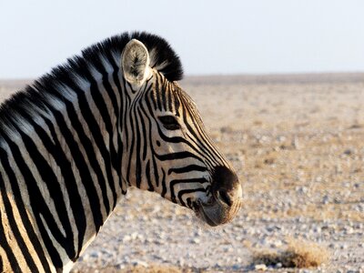 Close up black and white striped zebra stripes photo