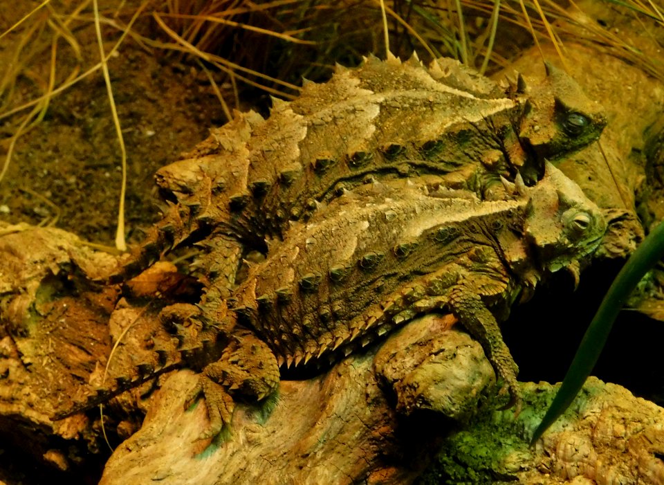 Phrynosoma asio sdzoo