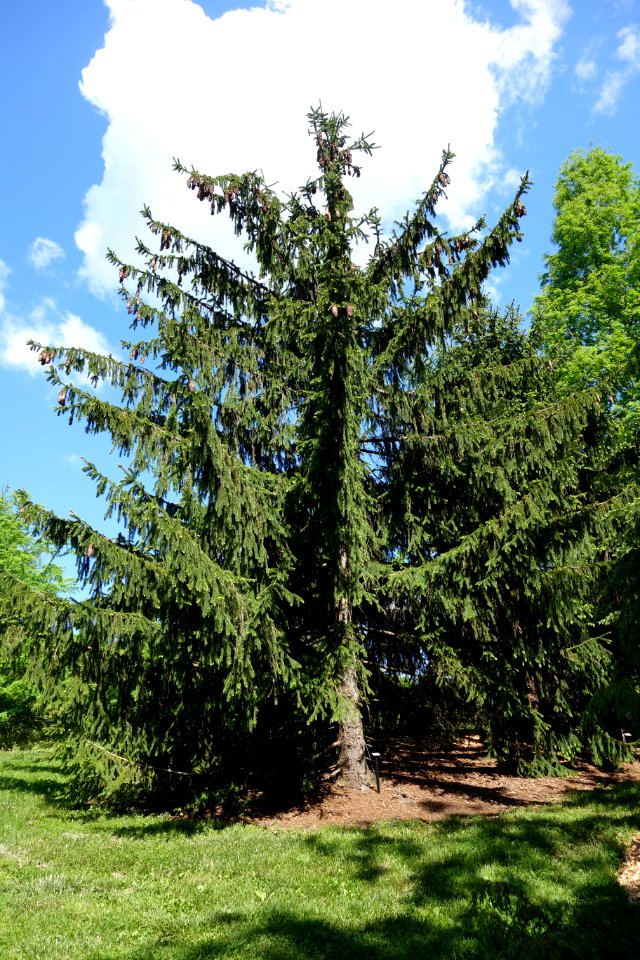 Picea abies 'Kluis' - Stanley M. Rowe Arboretum - DSC03401