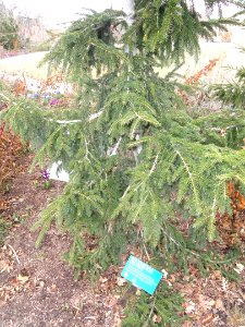 Picea orientalis - Red Butte Garden and Arboretum - DSC07505