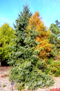 Picea omorika - Mendocino Coast Botanical Gardens - DSC02034