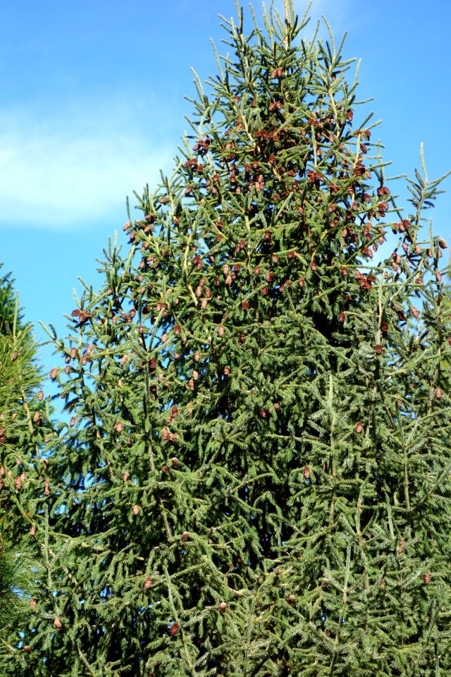 Picea purpurea - Quarryhill Botanical Garden - DSC03458