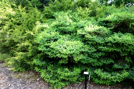 Picea jezoensis 'Yatsubusa' - Stanley M. Rowe Arboretum - DSC03469