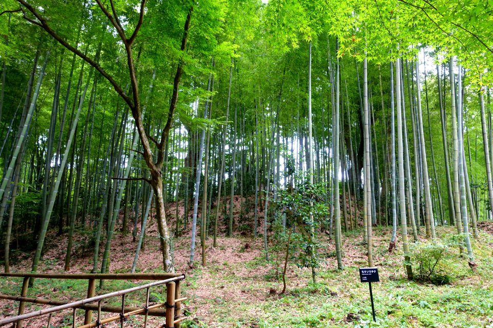 Phyllostachys edulis - Hakusan-jinja - Chusonji, Hiraizumi, Iwate - DSC04949