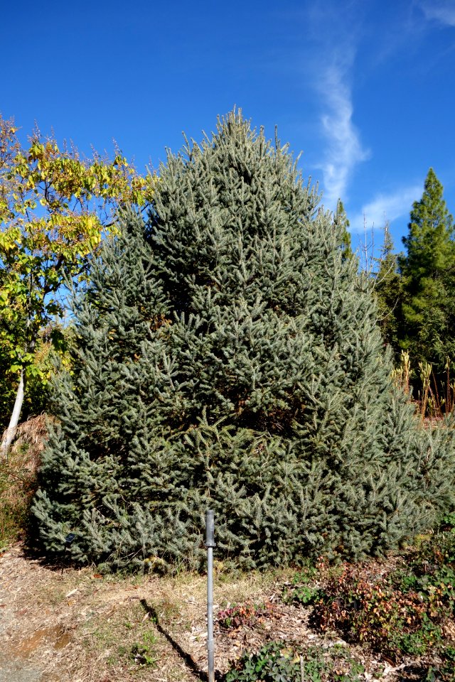 Picea likiangensis - Quarryhill Botanical Garden - DSC03425