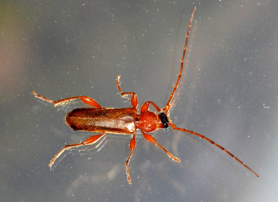 Phymatodes-testaceus-04-fws