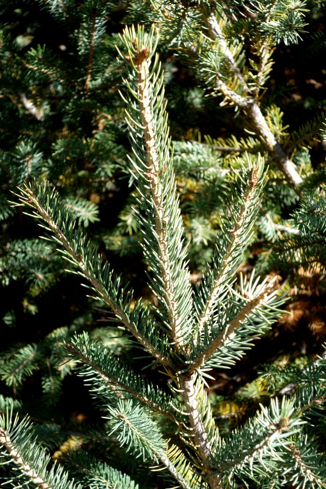 Picea likiangensis - Quarryhill Botanical Garden - DSC03422