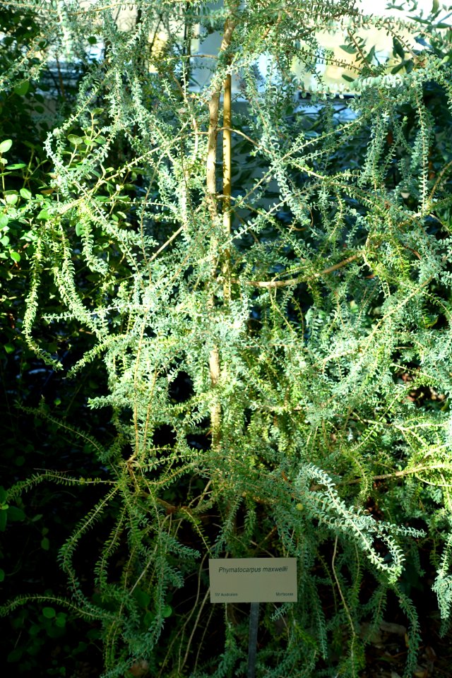 Phymatocarpus maxwellii - Bergianska trädgården - Stockholm, Sweden - DSC00351