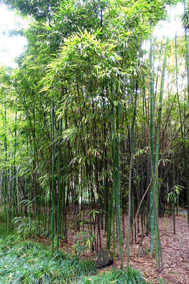 Phyllostachys iridescens - Wangjianglou Park - Chengdu, China - DSC05978
