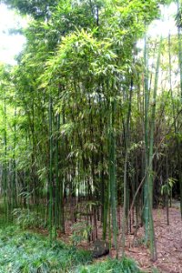 Phyllostachys iridescens - Wangjianglou Park - Chengdu, China - DSC05978