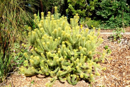 Phylica pubescens - San Francisco Botanical Garden - DSC09920