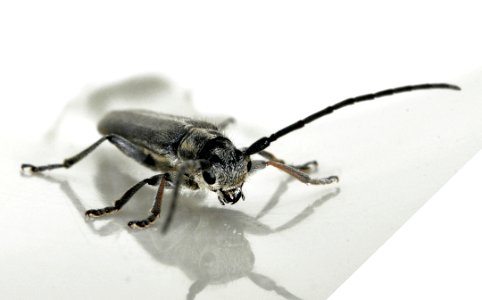 Phytoecia-nigricornis-04-fws
