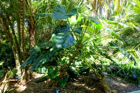 Philodendron williamsii - Marie Selby Botanical Gardens - Sarasota, Florida - DSC01462