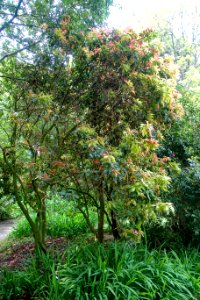 Pieris formosa - Trewidden Garden - Cornwall, England - DSC02212