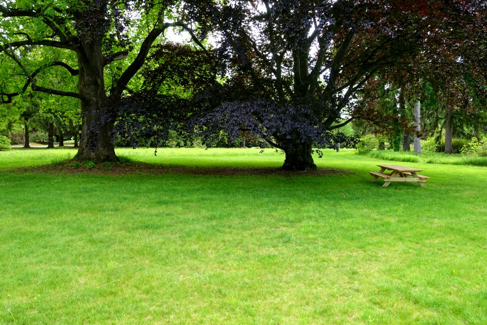 Pierce Meadow - Doyle Community Park & Center - Leominster, Massachusetts - DSC06277