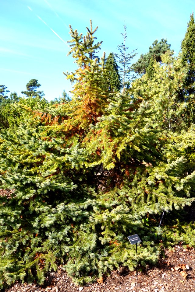 Picea chihuahuana - Mendocino Coast Botanical Gardens - DSC02066
