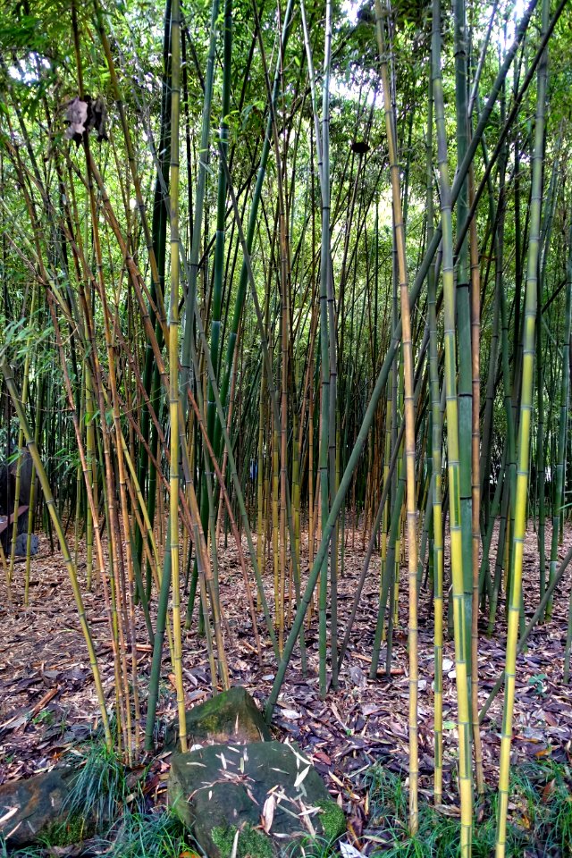 Phyllostachys aureosulcata - Wangjianglou Park - Chengdu, China - DSC05943