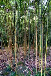 Phyllostachys aureosulcata - Wangjianglou Park - Chengdu, China - DSC05943