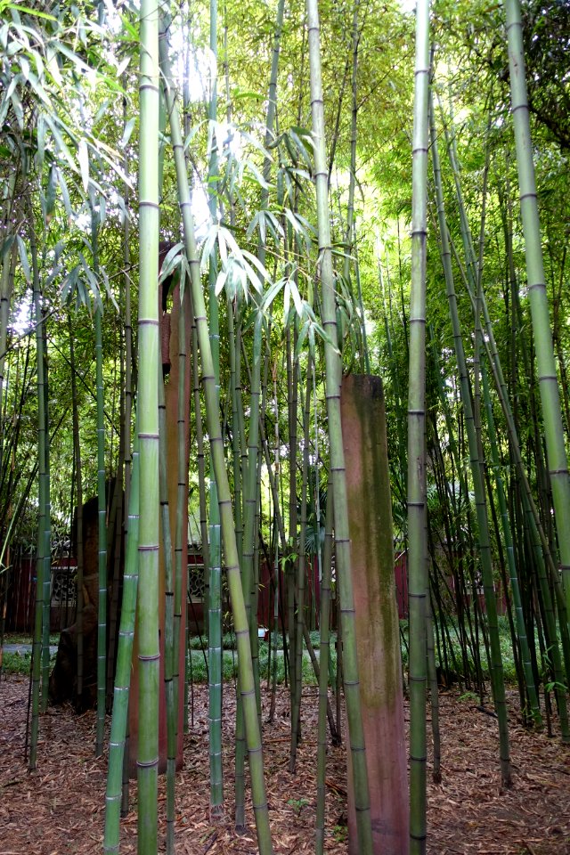 Phyllostachys angusta - Wangjianglou Park - Chengdu, China - DSC05919