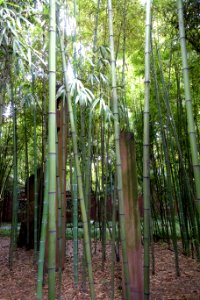 Phyllostachys angusta - Wangjianglou Park - Chengdu, China - DSC05919