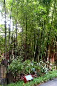 Phyllostachys prominens - Wangjianglou Park - Chengdu, China - DSC05884