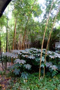 Phyllostachys arcana - Wangjianglou Park - Chengdu, China - DSC05877