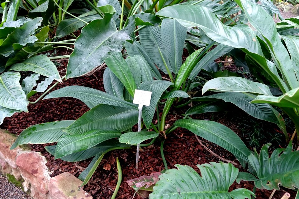 Philodendron wendlandii - Botanischer Garten - Heidelberg, Germany - DSC01057