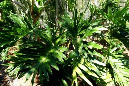 Philodendron bipinnatifidum (Philodendron selloum) - Naples Botanical Garden - Naples, Florida - DSC09593