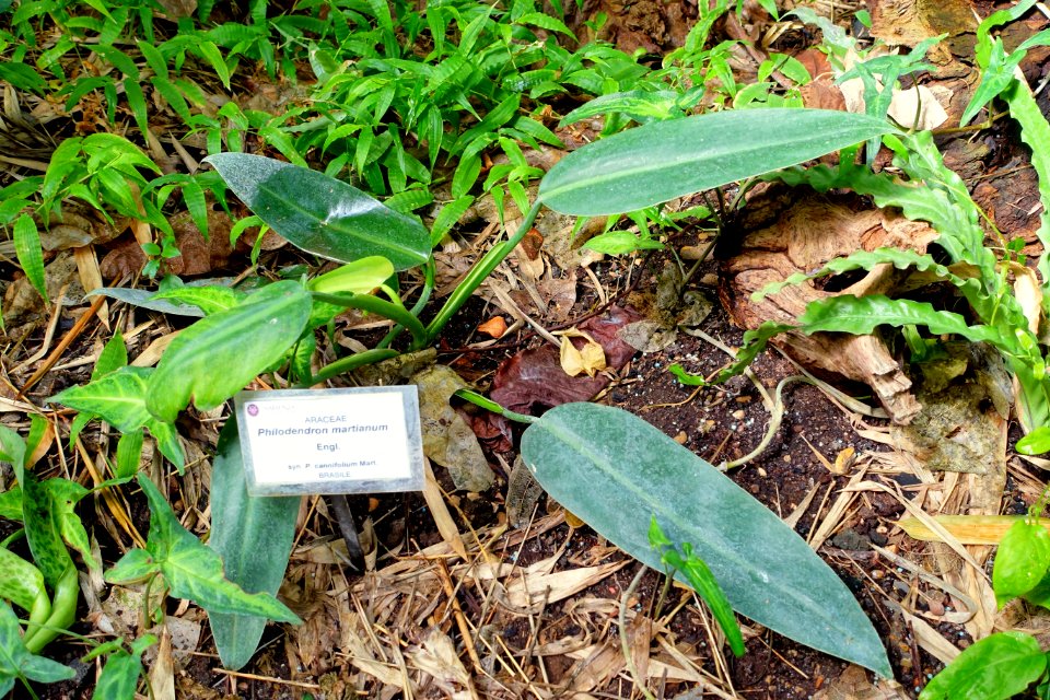 Philodendron martianum - Orto botanico - Rome, Italy - DSC00146