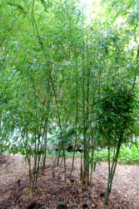 Phyllostachys aureosulcata - Trebah Garden - Cornwall, England - DSC01464