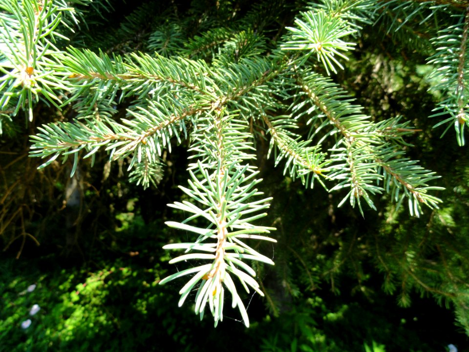 Picea asperata - Botanischer Garten, Frankfurt am Main - DSC03296