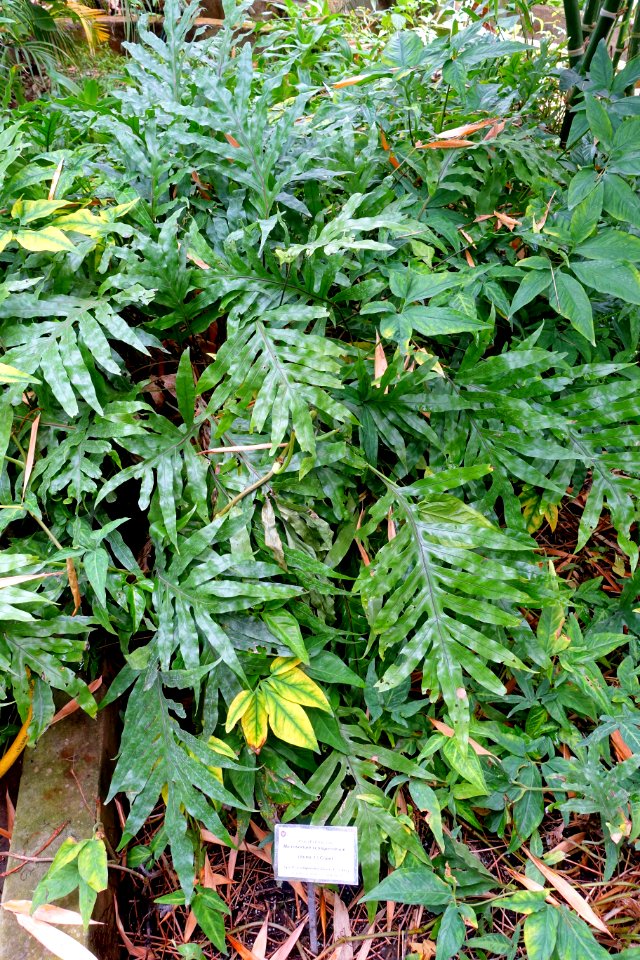 Phymatosorus scolopendria (Microsorum scolopendria) - Orto botanico - Rome, Italy - DSC00140