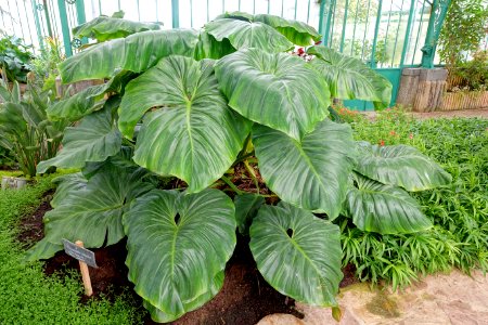 Philodendron giganteum - Laeken Royal Greenhouses - Royal Castle of Laeken - Brussels, Belgium - DSC07236