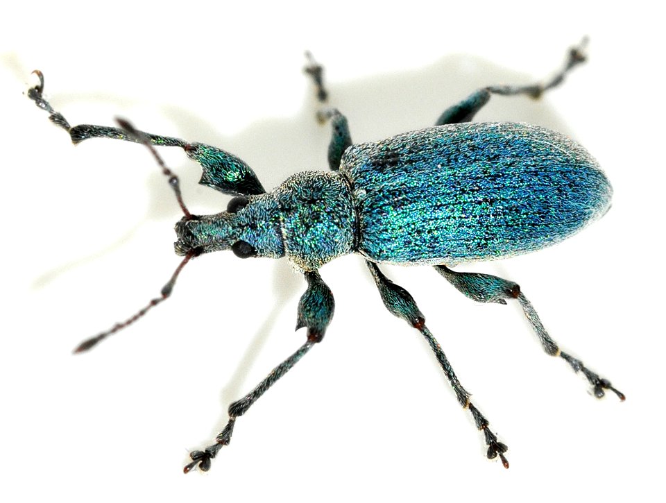 Phyllobius-pomaceus-01-fws