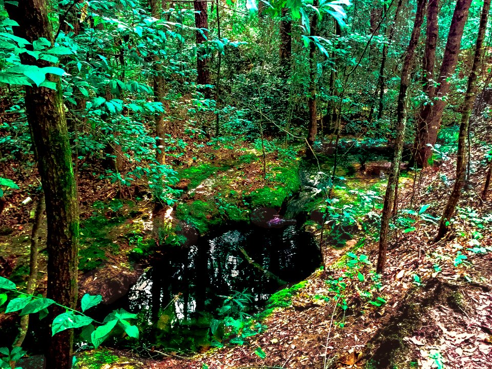 Photo-OutdoorImage-Adobe-Spring-in-Forest