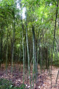 Phyllostachys nuda - Wangjianglou Park - Chengdu, China - DSC05941
