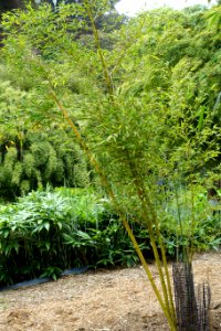 Phyllostachys sulphurea - Trebah Garden - Cornwall, England - DSC01500