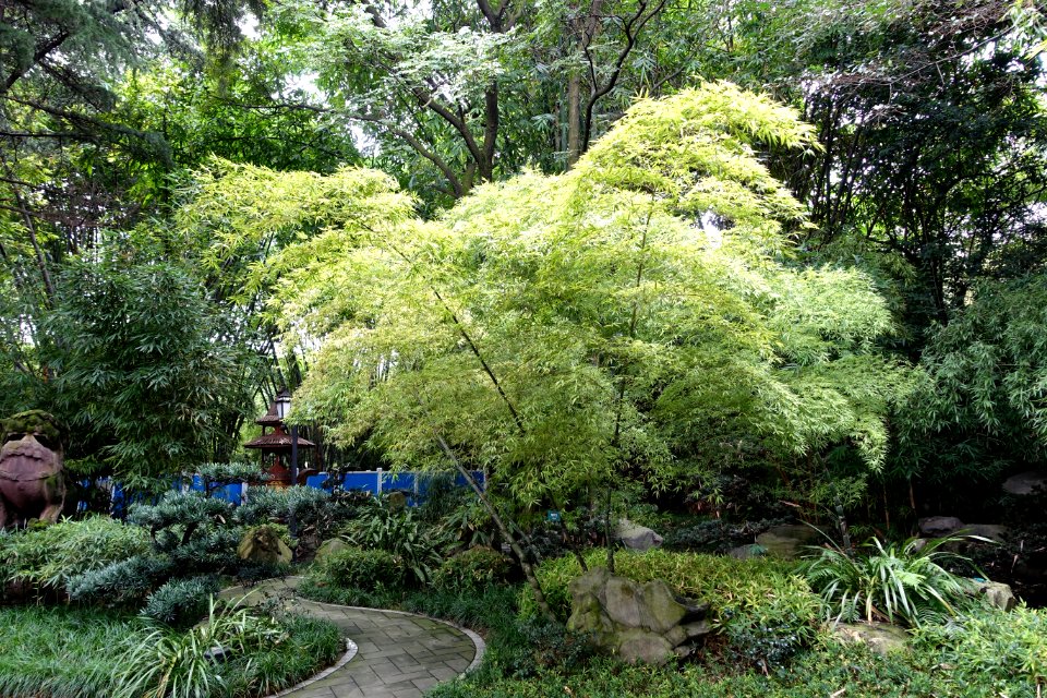 Phyllostachys edulis (Phyllostachys heterocycla) - Wangjianglou Park - Chengdu, China - DSC06119