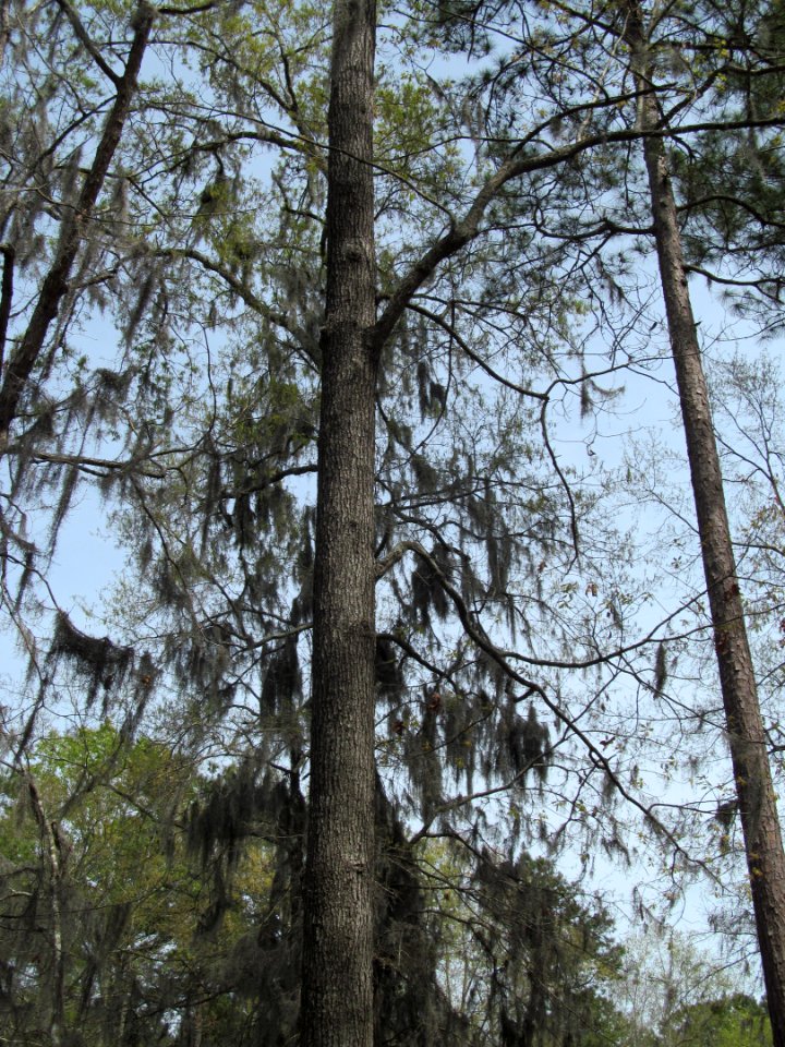 Photo-OutdoorImage-Portrait-of-Tree